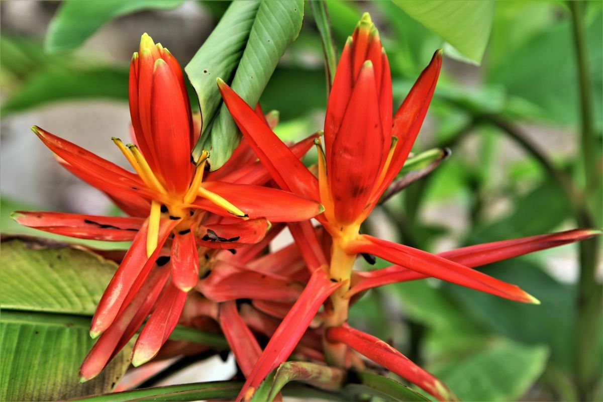 Musa haekkinenii RARE HARDY BANANA Exotic Seeds!