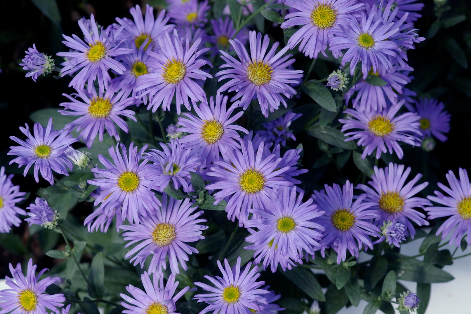 100+PRAIRIE ASTER Seeds Perennial Native Wildflower Summer Fall Garden Container