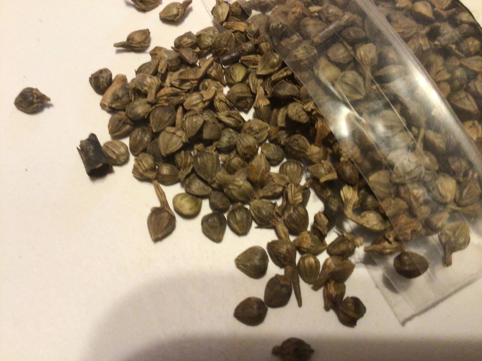 Musclewood Tree Seeds (CARPINUS CAROLINIANA) (American Hornbeam) (Ironwood)
