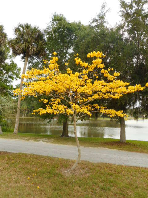 Yellow Tabebuia Golden Trumpet Tree Seeds – Pak of 25 Fresh 2026 & Refrigerated*