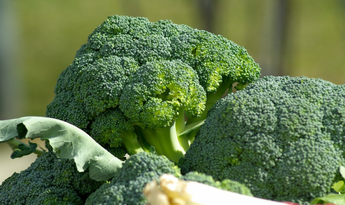 5000 Waltham 29 Broccoli Seeds – Non-GMO Heirloom Broccoli Seeds – Bulk Seeds