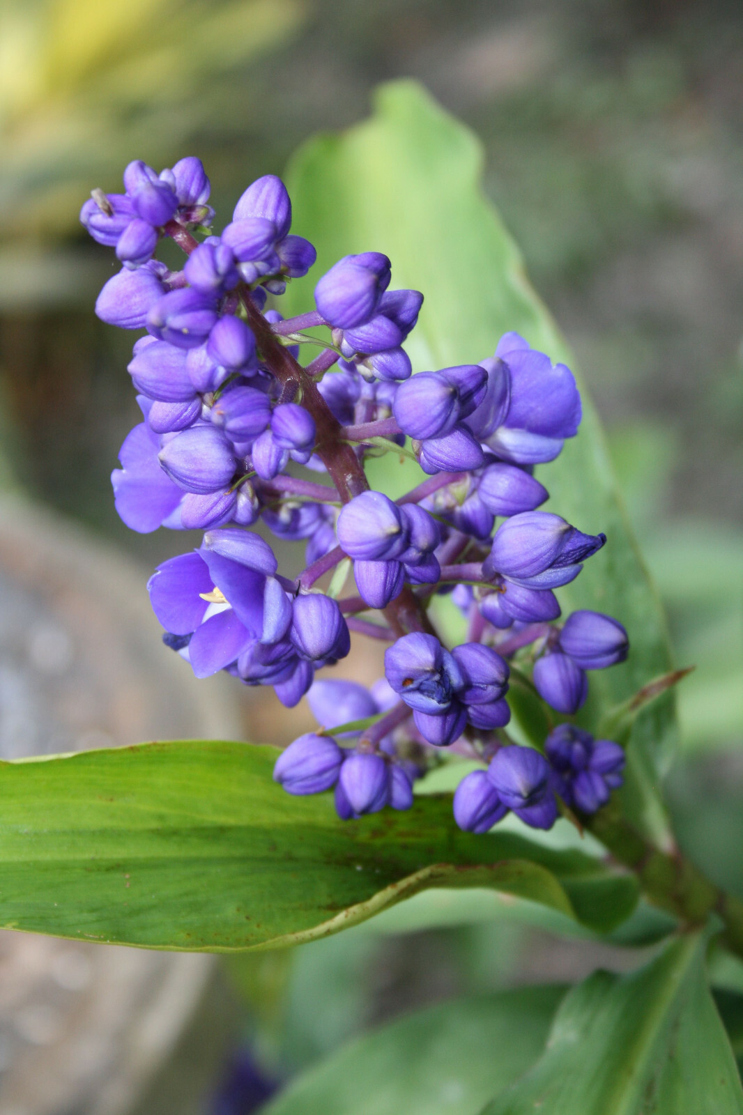 1 Hawaiian Blue Ginger Plant Root Easy to Grow