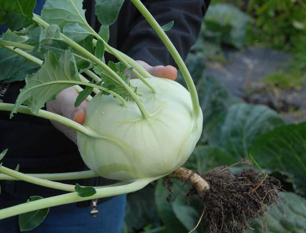 Exotic Kohlrabi Giant Cabbage Seeds | 100+ Seed Packet | Grow This Giant Heirloo