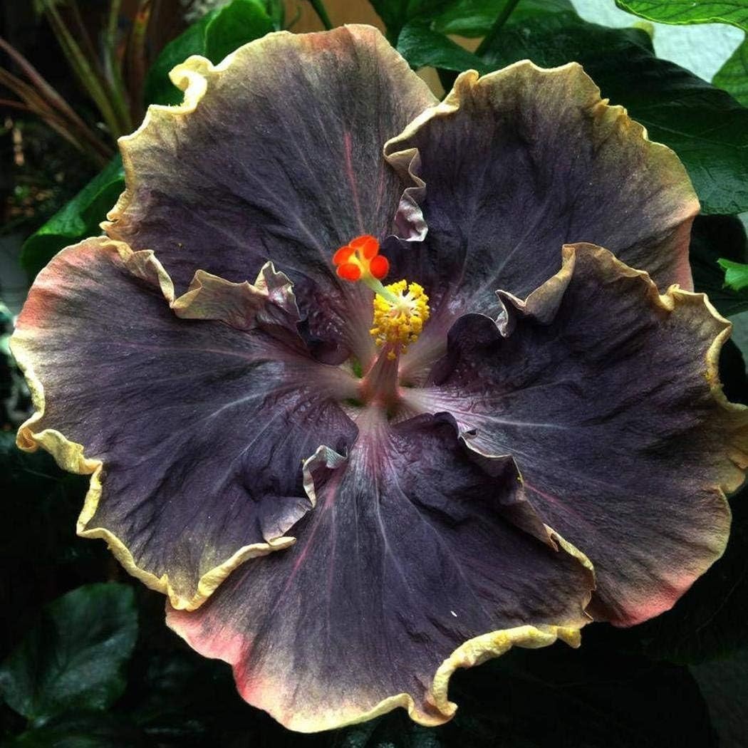 Rare 20PCS Black Rainbow Hibiscus Seeds – Flourish with Tropical Elegance