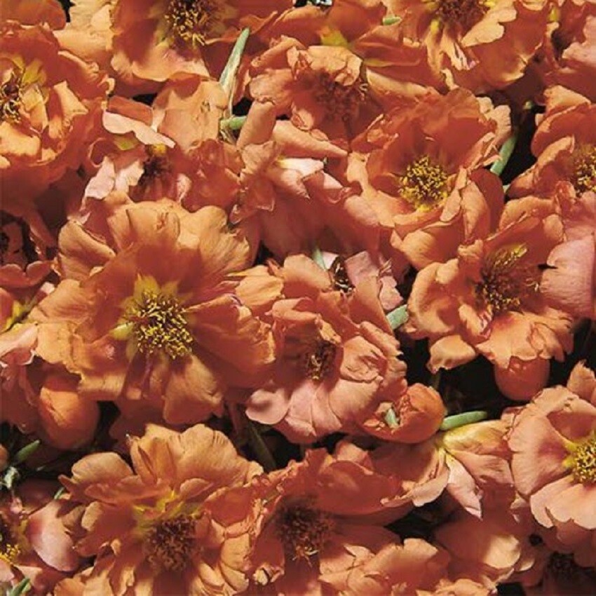 Portulaca Seeds Sundial Tangerine 50 Multi Pelleted Seeds