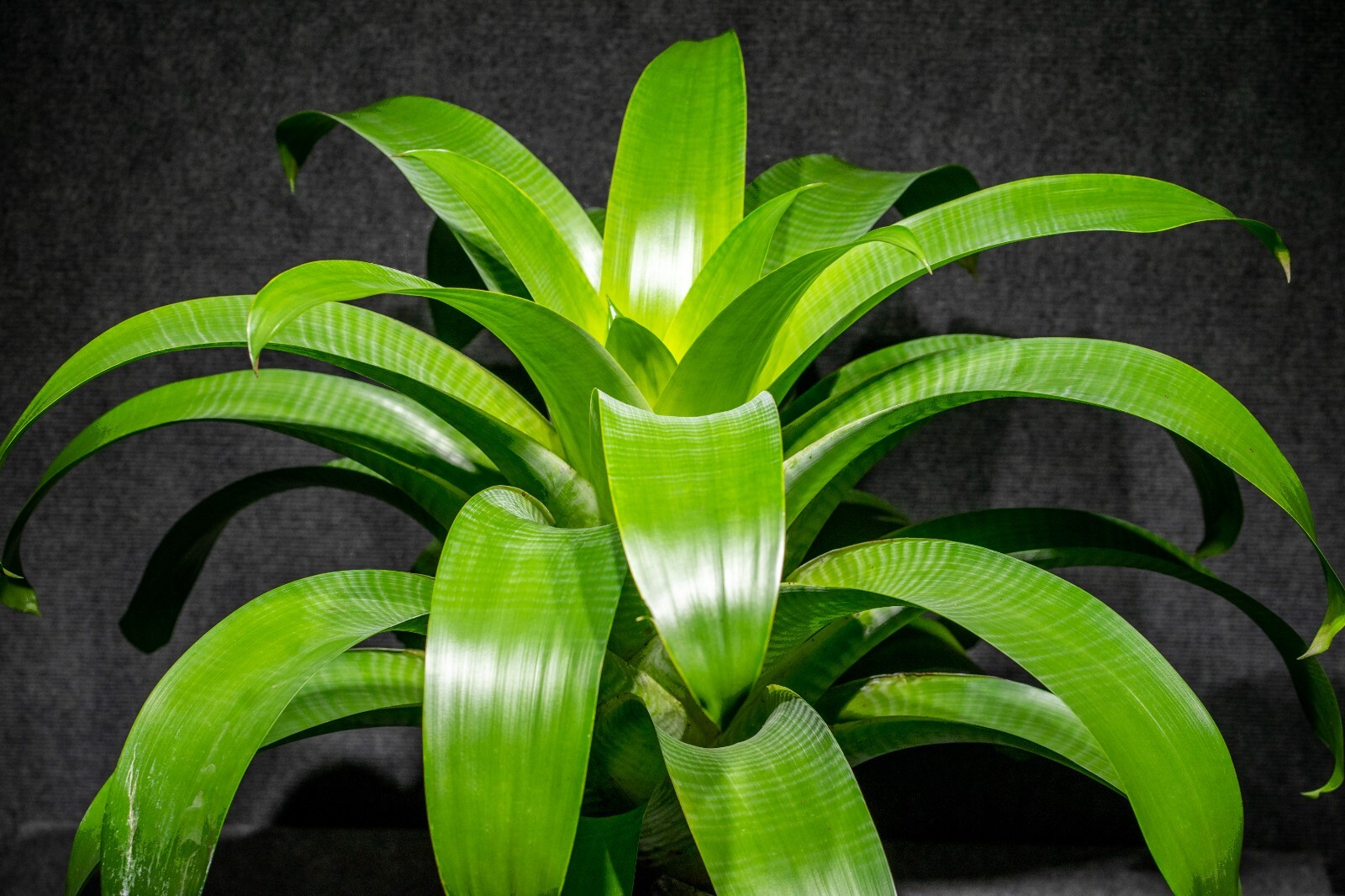 Alcantarea Glauziouana 9″ pot
