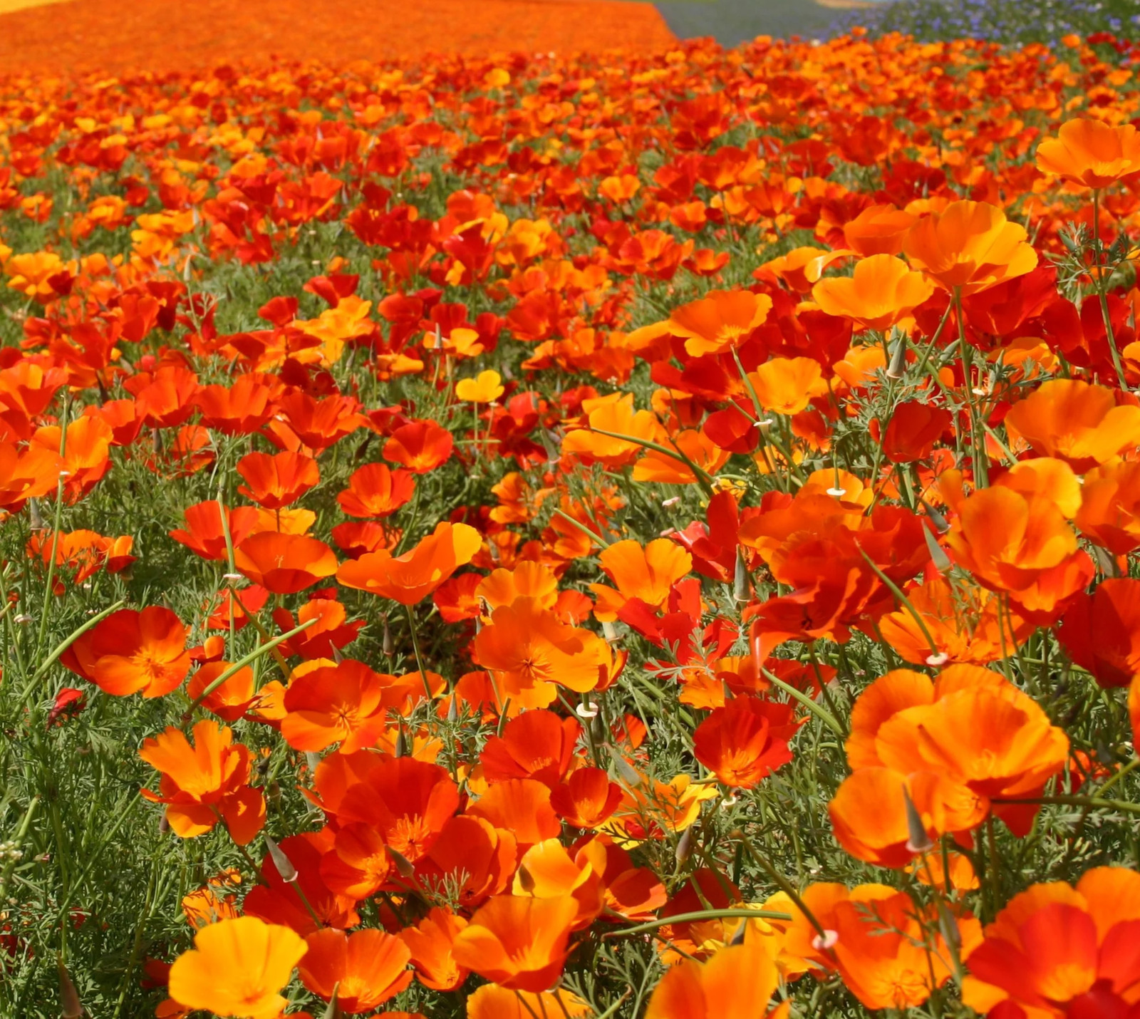 Mikado California Poppy Seeds | Red Orange Poppies Drought Deer Flower Seed 2024