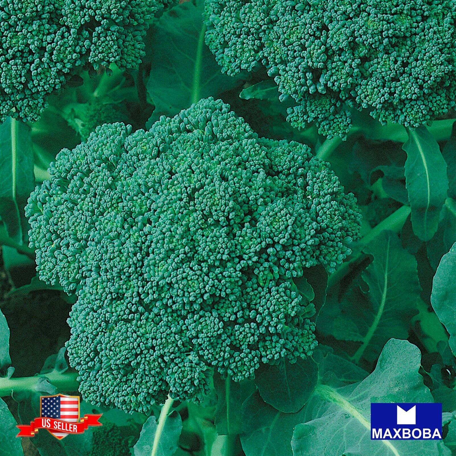 1200+ Broccoli Seeds – Green Sprouting Calabrese Non-GMO Heirloom BOGO 50% OFF