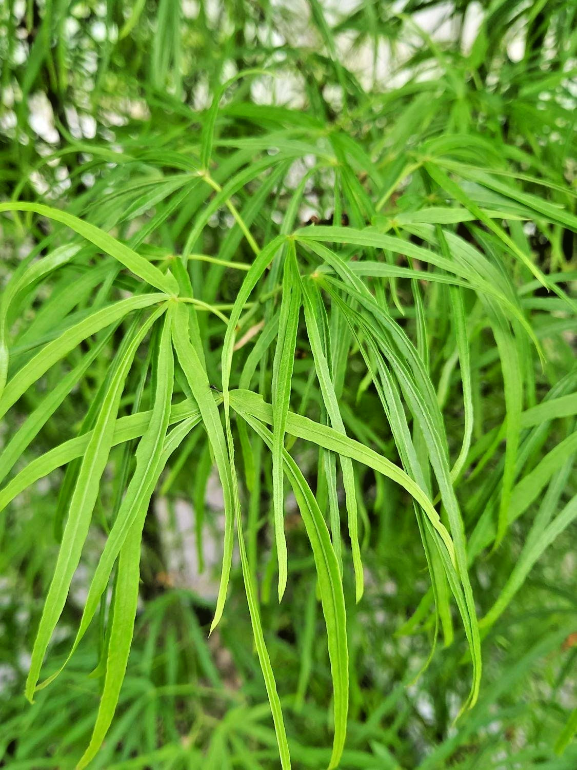 15 SHINOBUGA OKA JAPANESE MAPLE SEEDS – Acer palmatum ‘Shinobuga Oka’