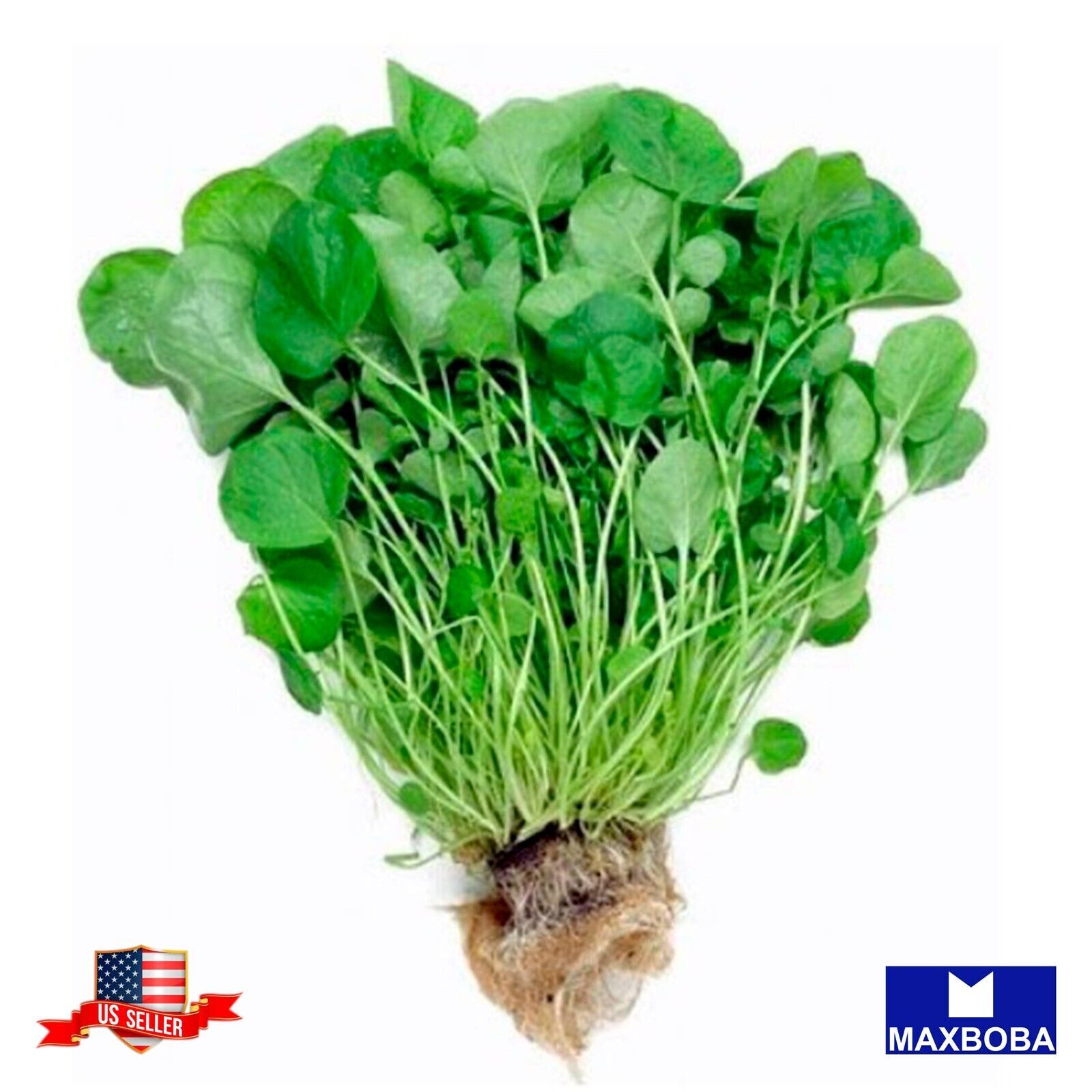 Cress Herb Seeds Upland Non-GMO Heirloom Garden
