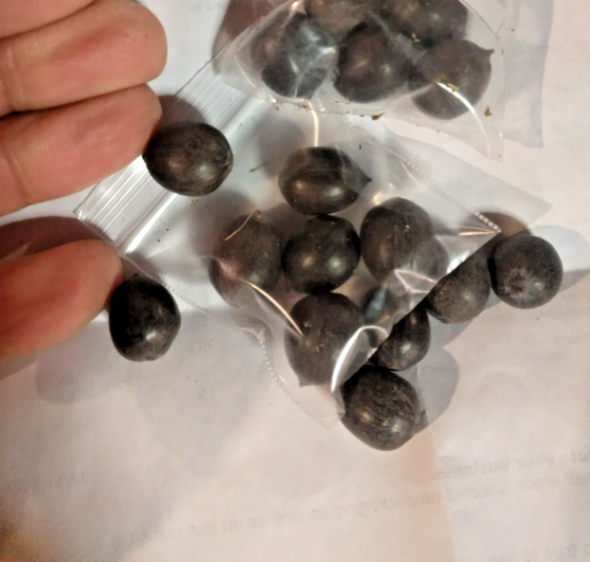 5 LIGHT YELLOW LOTUS SEEDS – Nelumbo Nucifera