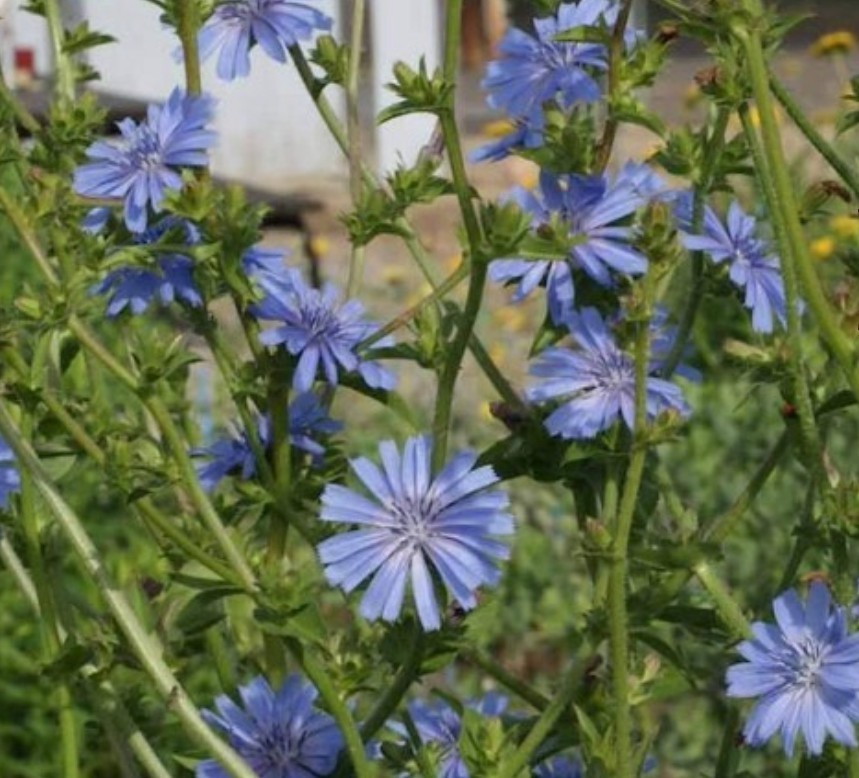 500+ Chicory Seeds ** Fresh Seeds** ~~Free Shipping~~