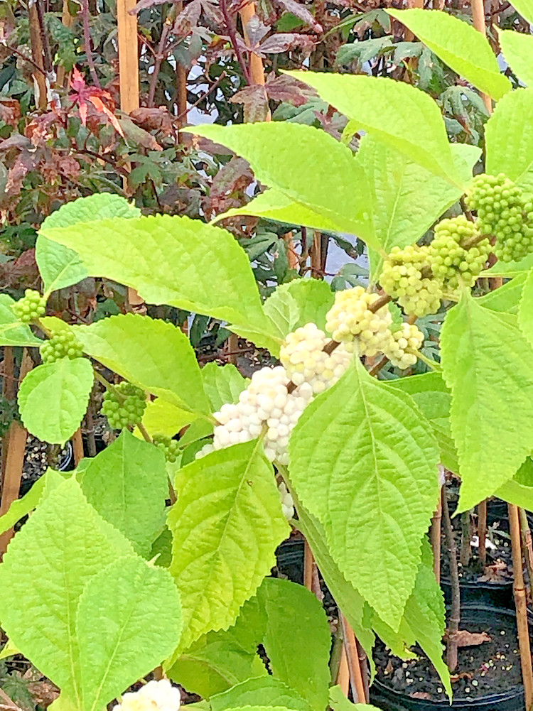15 WHITE BERRIED BEAUTYBERRY SEEDS – Callicarpa americana var lactea