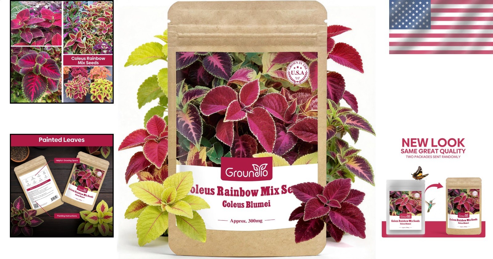 Coleus Seeds Colorful Rainbow Mix, High Germination Foliage for Patio & Borders