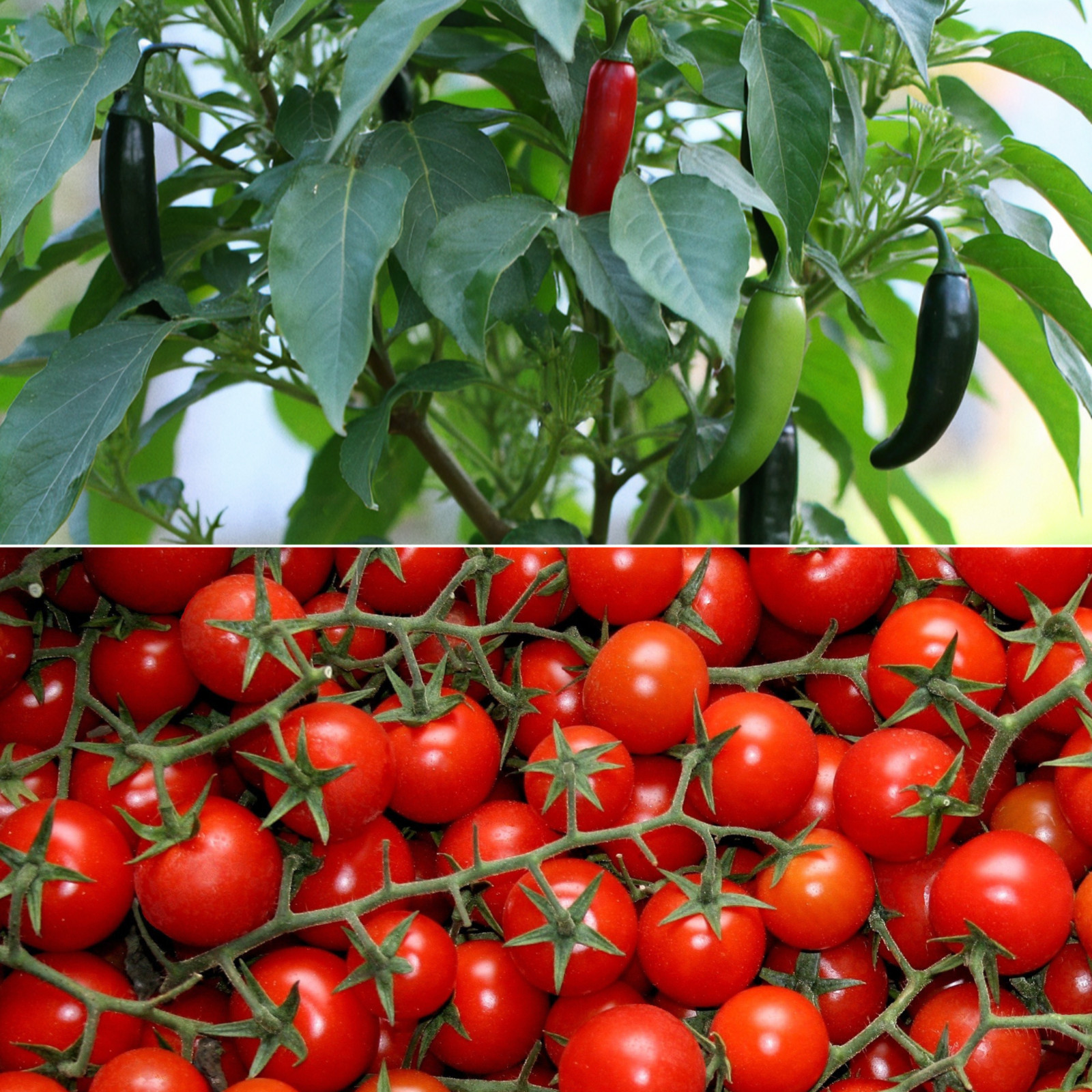 Tomato Large Red Cherry, Jalapeno Pepper Seeds Set, Non-GMO, Free Shipping