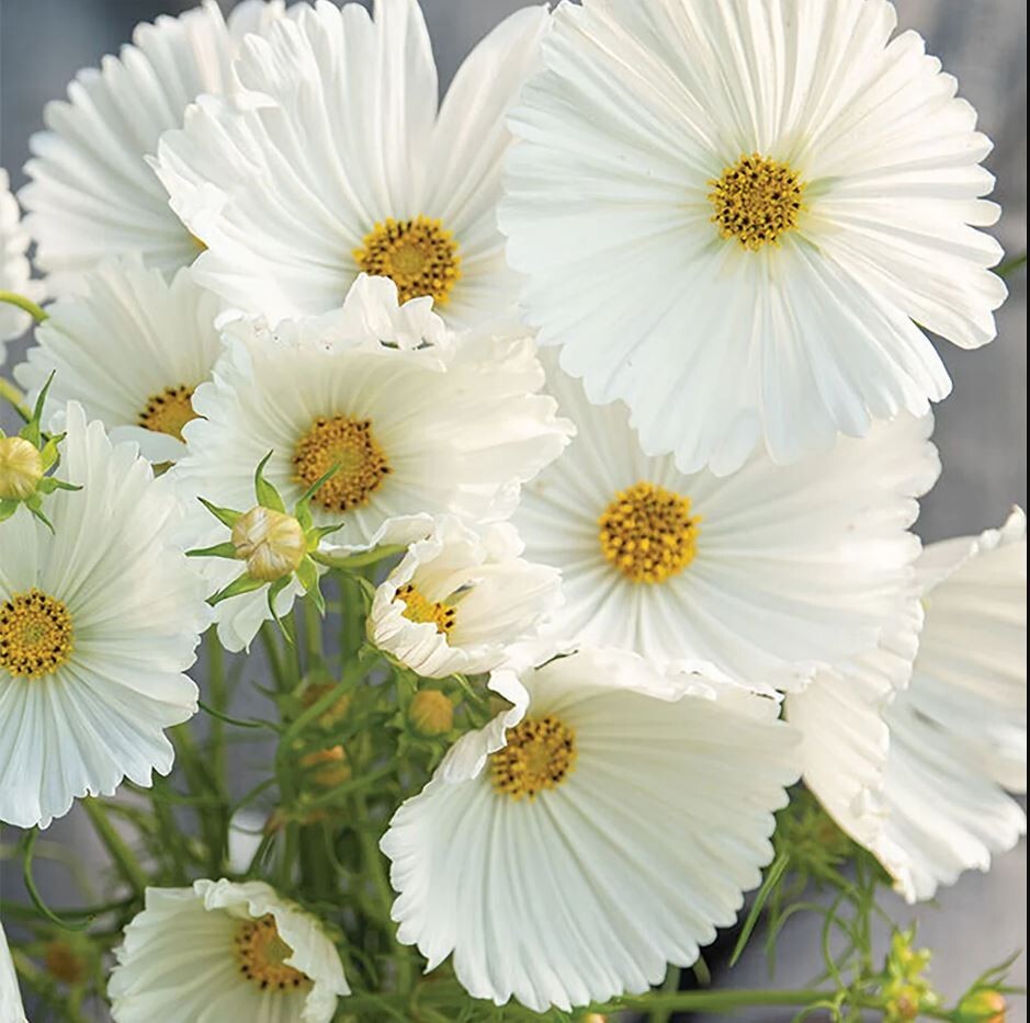 50+Seeds| Cupcake White Cosmos Seeds Seeds #L008