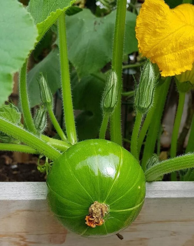 Heirloom Squash Zapallito de Tronco Cucurbita maxima var. zapallito – 10 Seeds