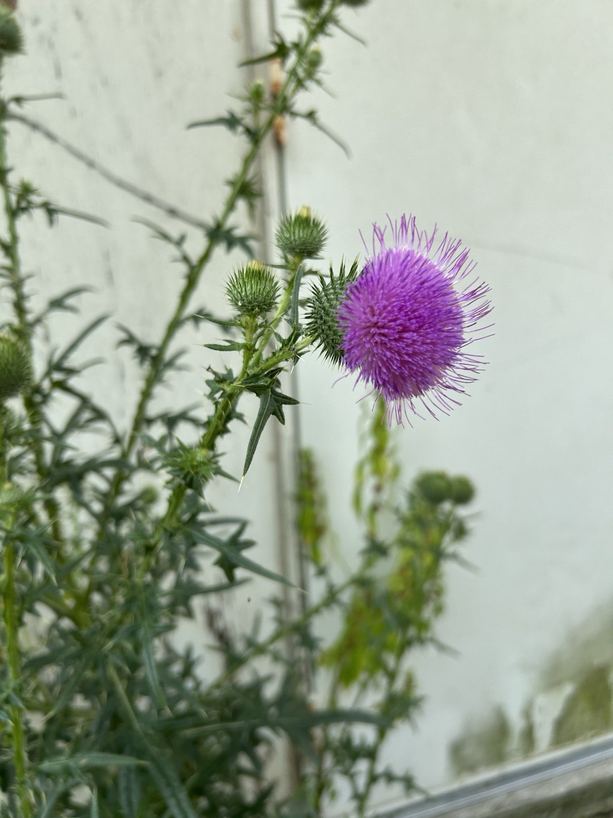 50 BULL Thistle Seeds (Cirsium Vulgare) Organic Medicinal USA Grown