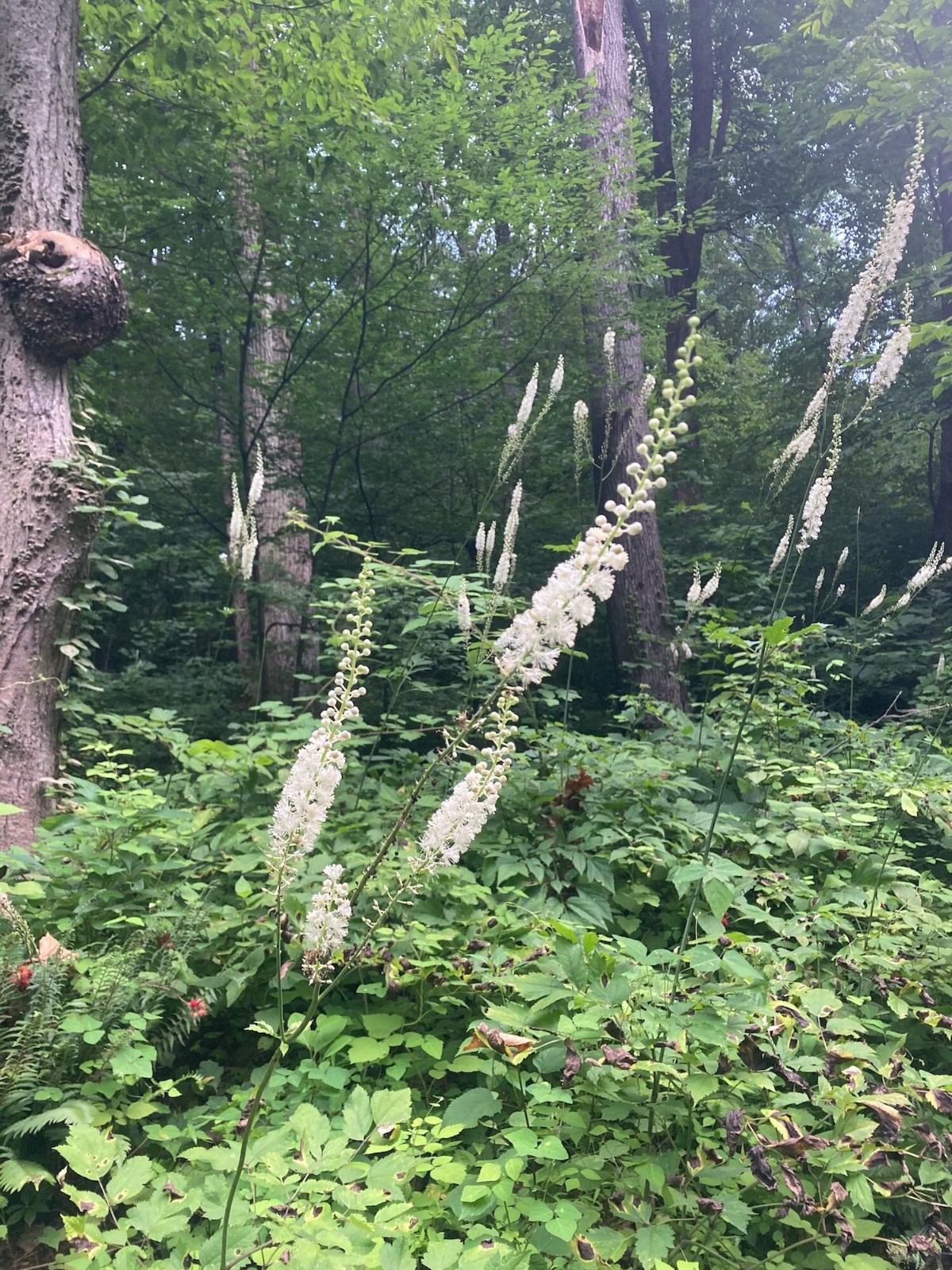5 Black Cohosh Dormant Bare Root~Bugbane, Snakeroot ~Wild Woodland~Winter Hardy