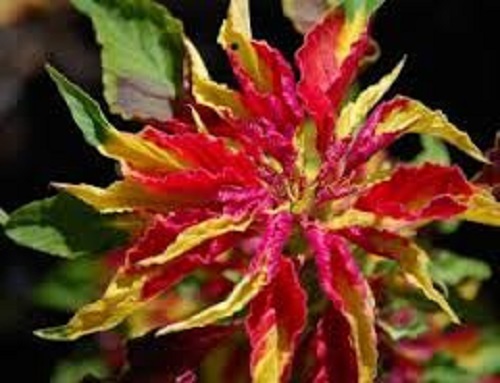 50+ Perfecta Tri-Color Amaranthus Flower Seeds / Long Lasting Annual