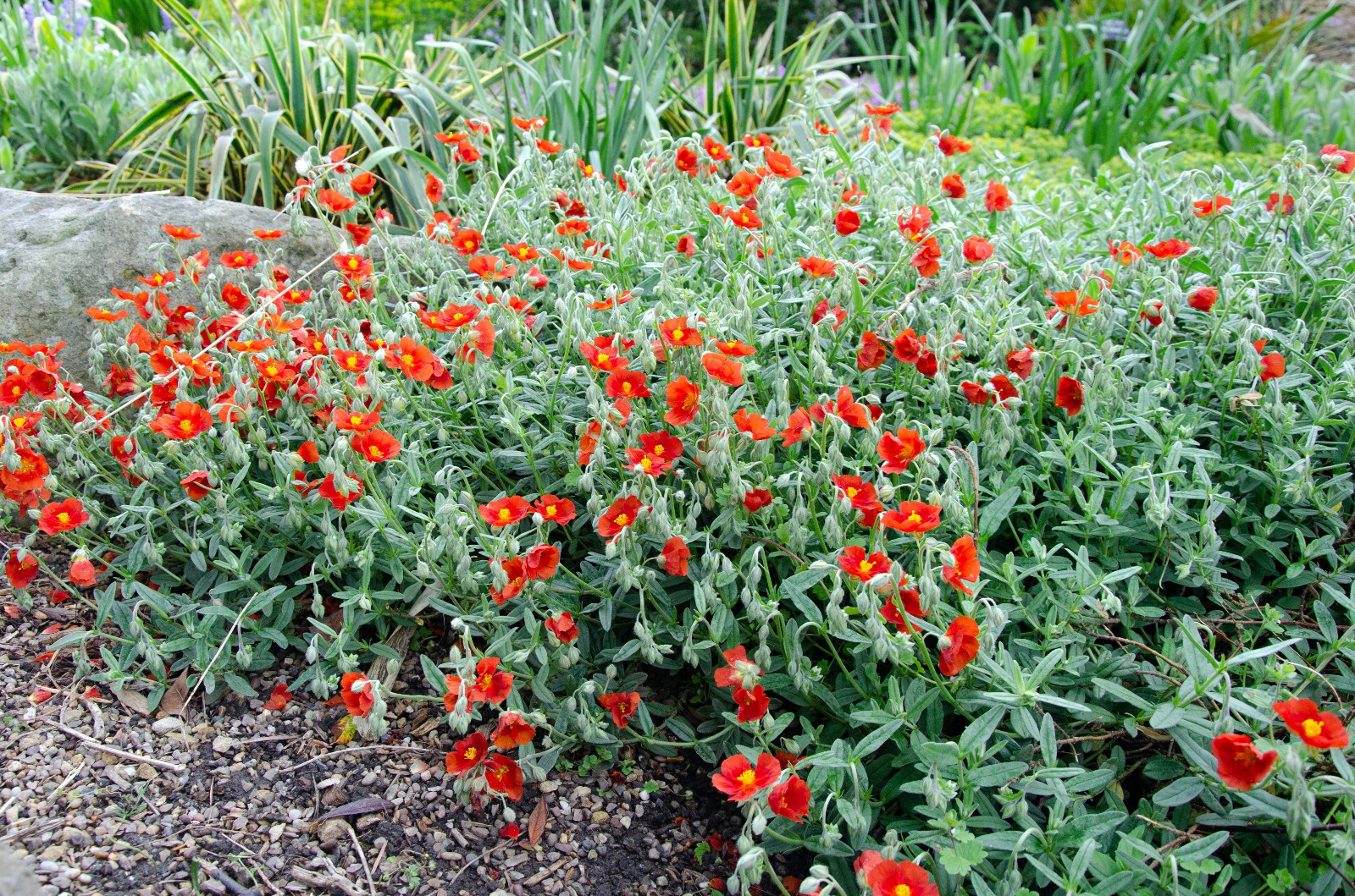 20 SCARLET GLOBEMALLOW Sphaeralcea Coccinea Cowboy’s Delight Red Flower Seeds