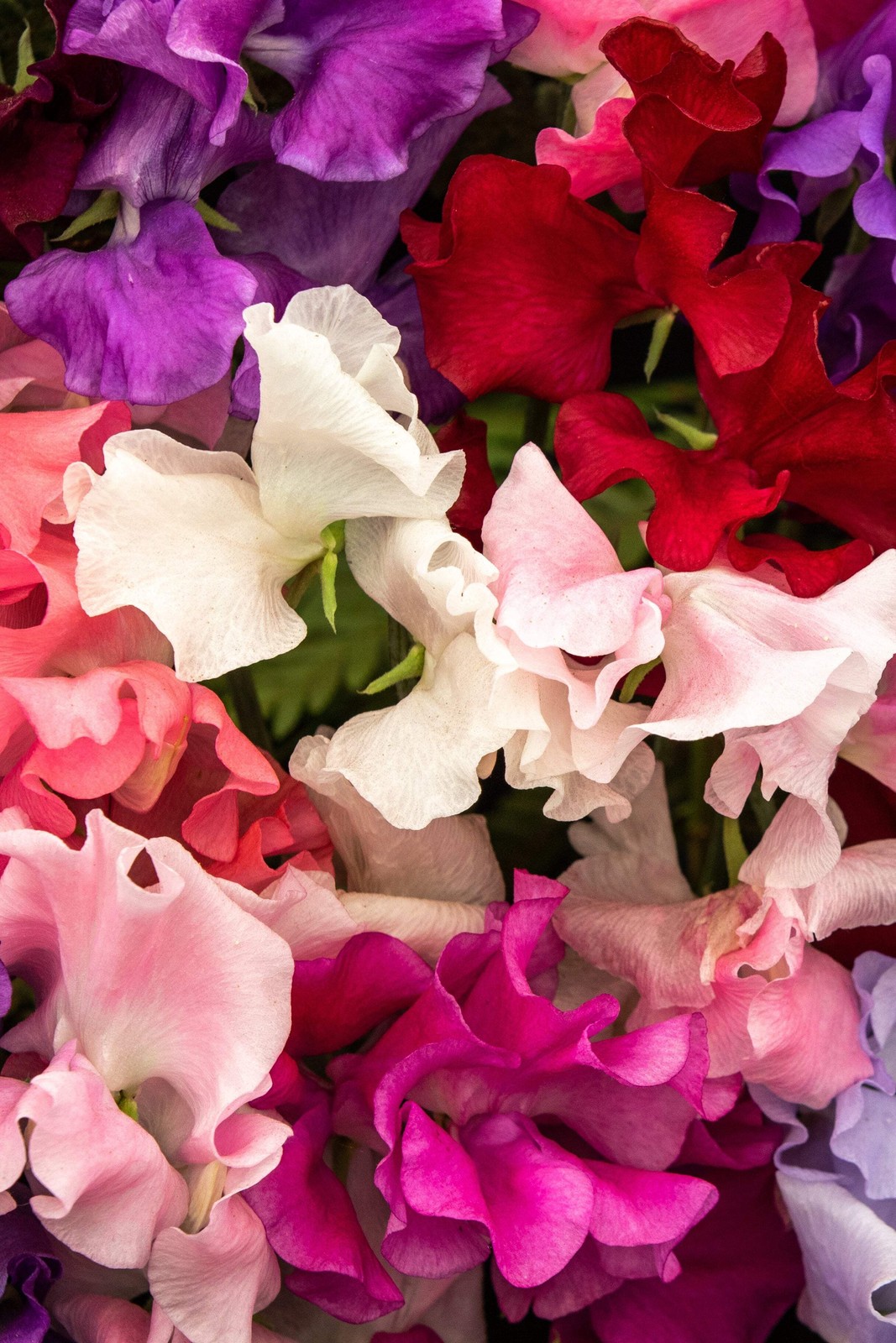 60 Mixed Colors SWEET PEA ROYAL Family Mix Lathyrus Odoratus Flower Vine Seeds