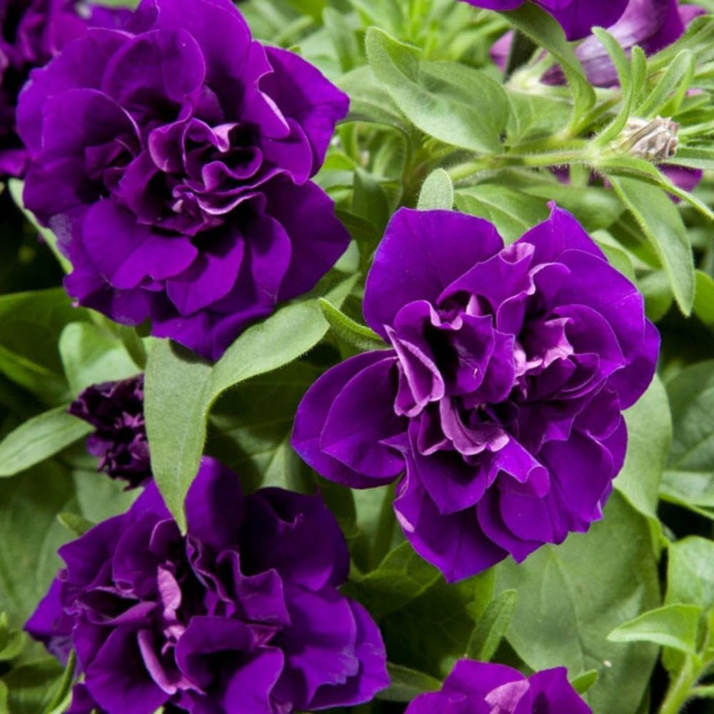 350+Annual Petunia Flower Seeds for Planting Outdoor-Perennial Petunia Plant Gar