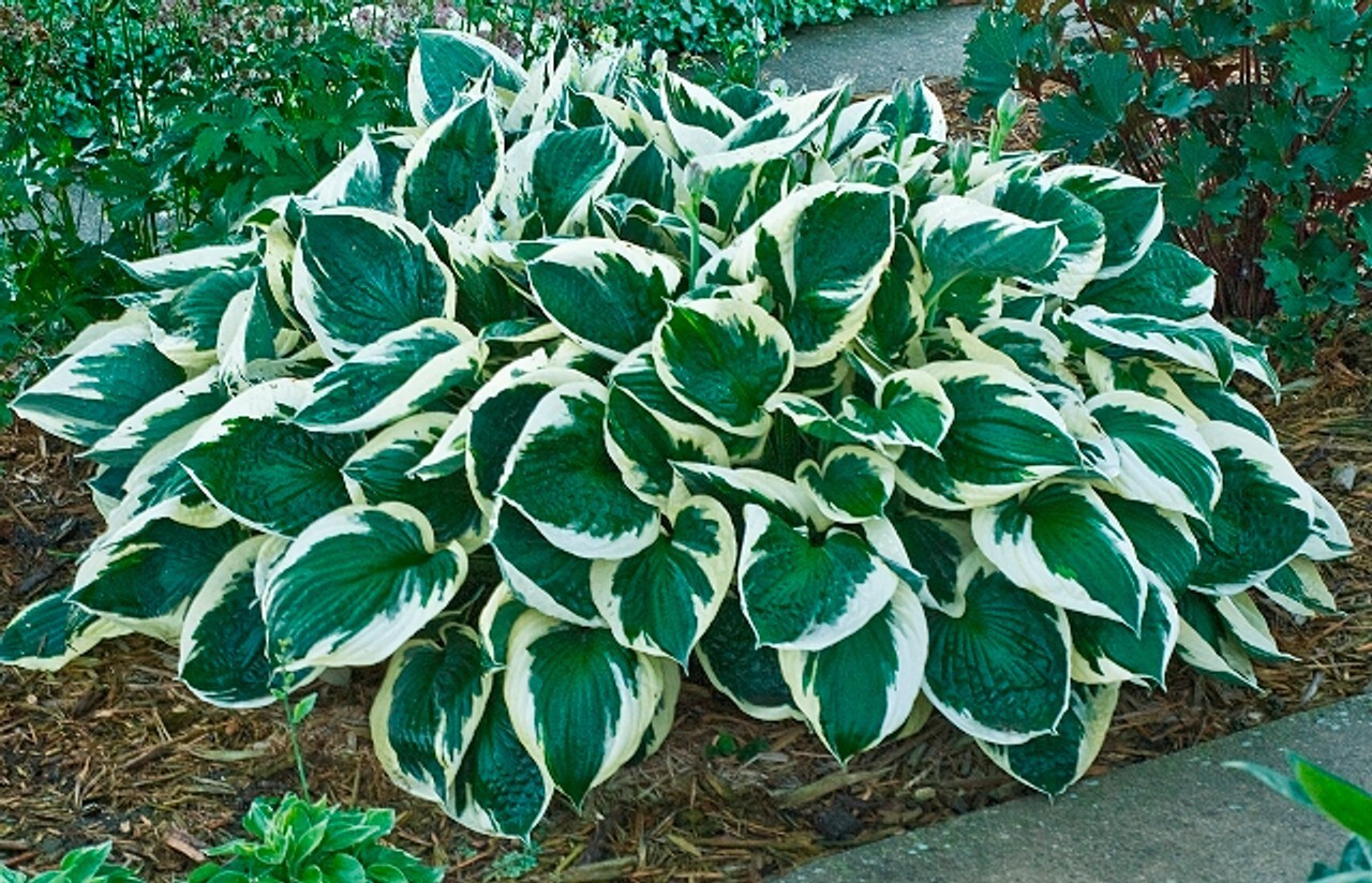 1 – MINUTEMAN Hosta Bare Root Plant – Heat Tolerant Perennial – SPRING SHIPPING