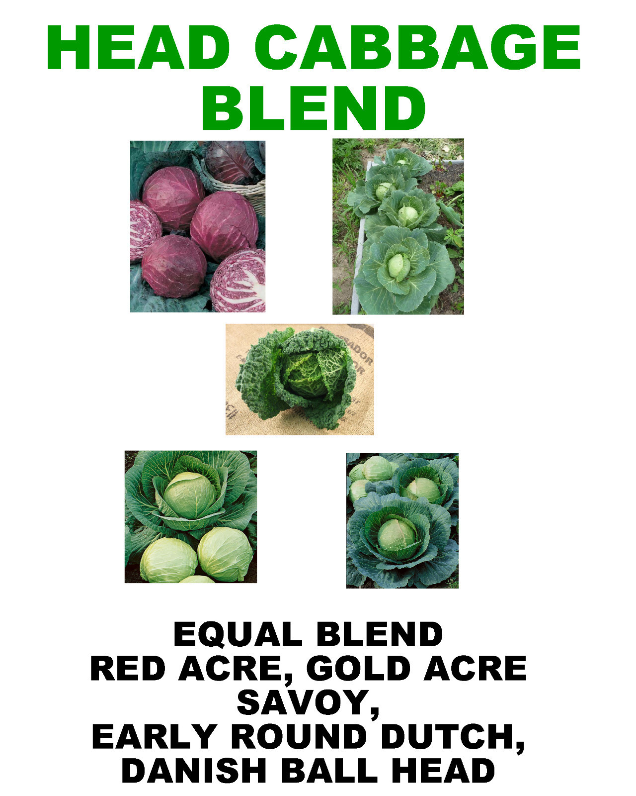 250 HEAD CABBAGE BLEND MIX SEEDS FRESH FOR 2024 GARDENS US SELLER SHIPS QUICK