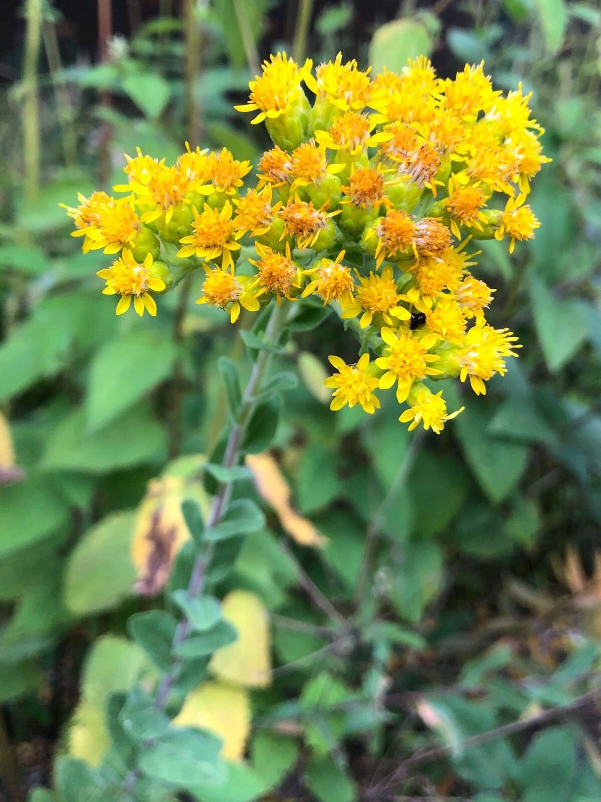 100+STIFF GOLDENROD Seeds Native Wildflower Drought Heat Cold Autumn Flowers