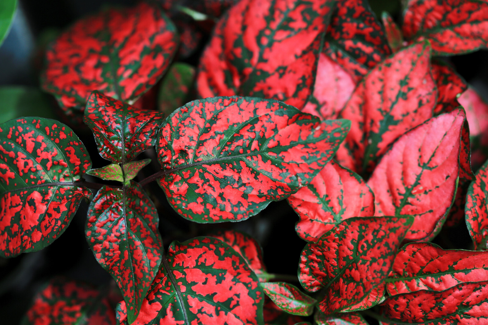 10 Dwarf RED POLKA DOT PLANT Splash Select Hypoestes Phyllostachya Flower Seeds