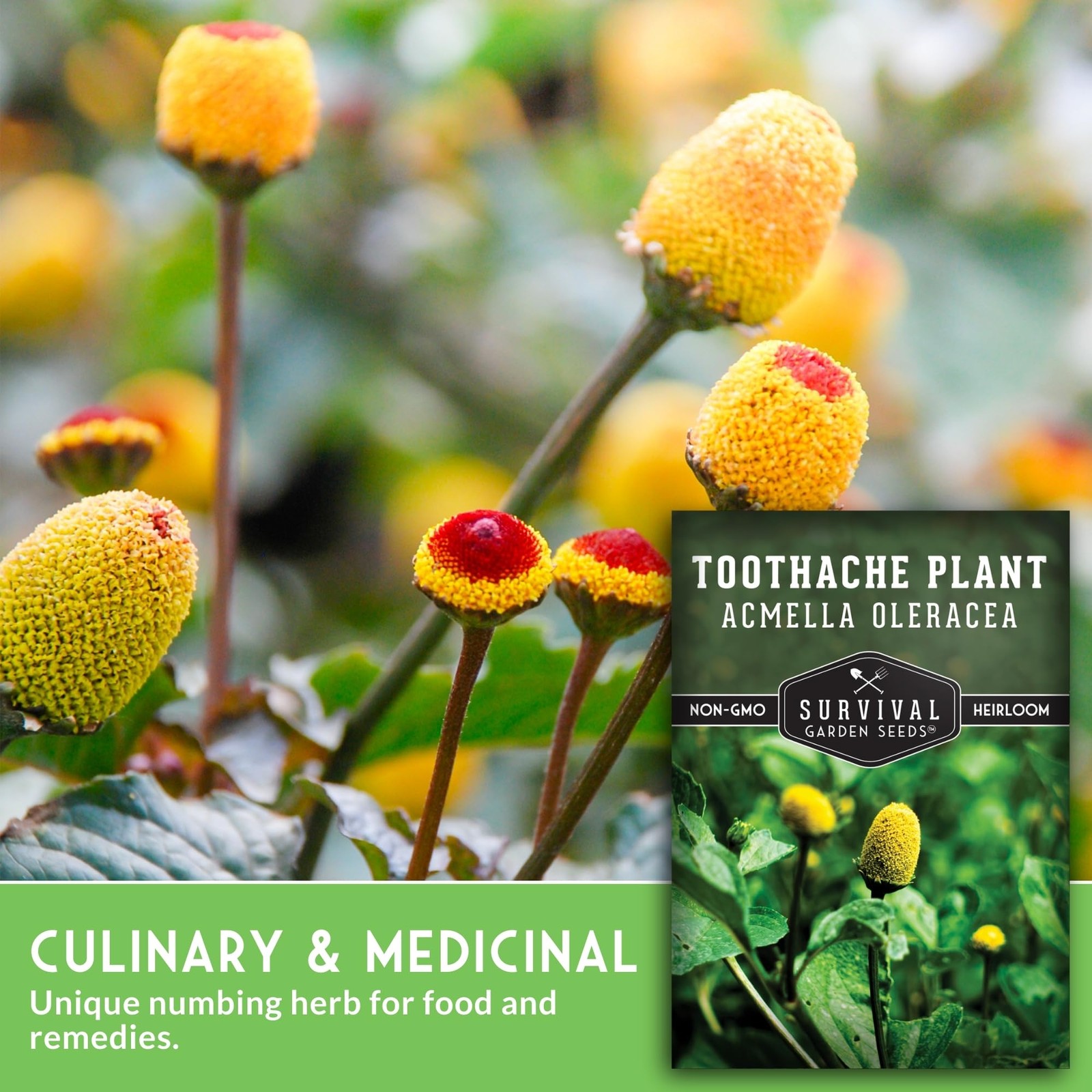 Toothache Plant Seeds Spilanthes Buzz Button Medicinal Herb Heirloom
