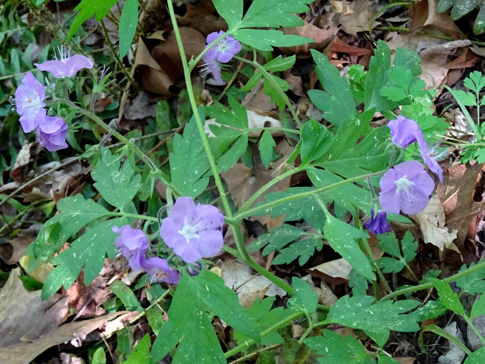 Phacelia bipinnatifida Fernleaf Phacelia Native biennial 20 seeds from 2025 RARE