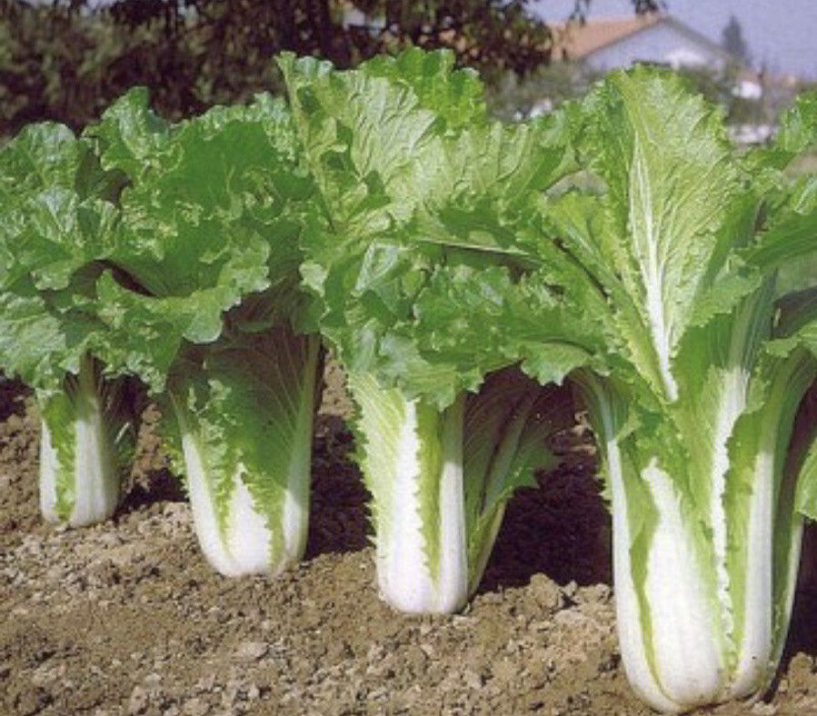 1000 CHINESE MICHIHLI CABBAGE Seeds-Non GMO-Organic-Open Pollinated.