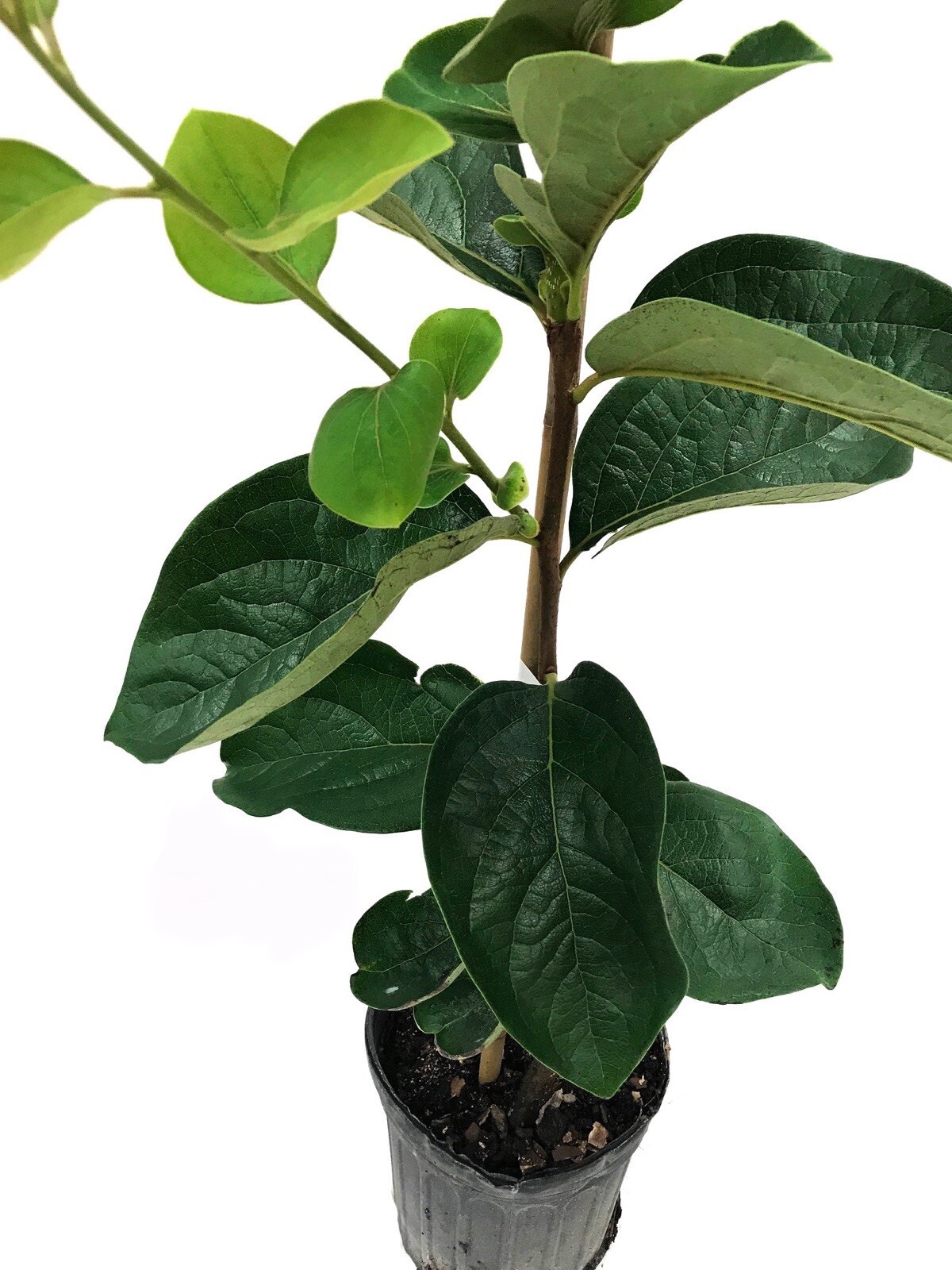 Tamopan Persimmon Tree 3-4 ft. Bare-root Sent January to April