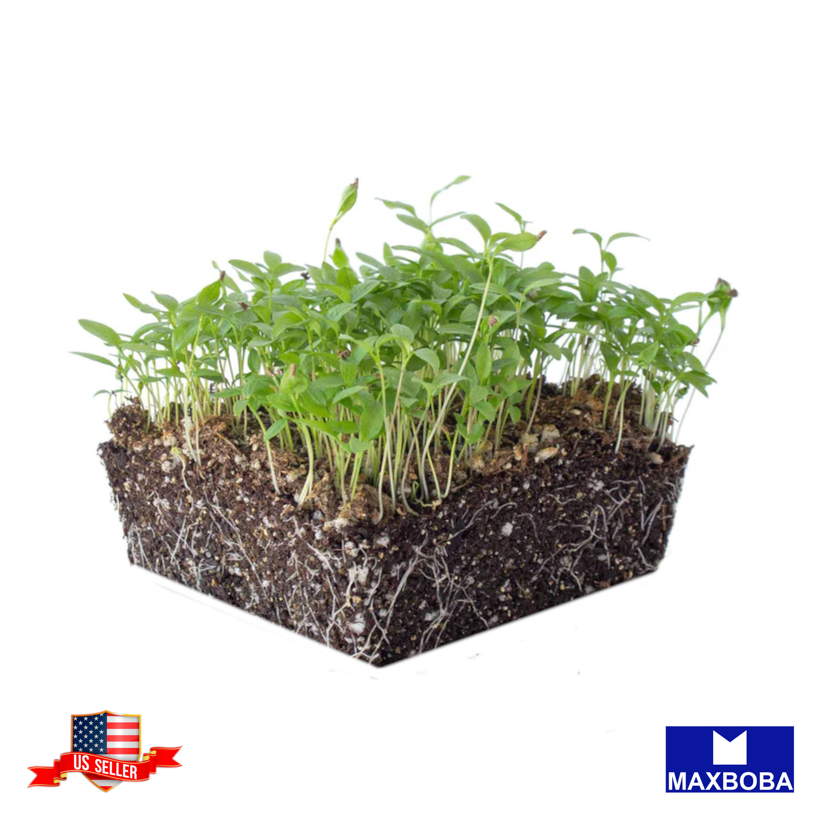 Parsley Microgreens 7200 Seeds – Plain or Single Non-GMO Heirloom
