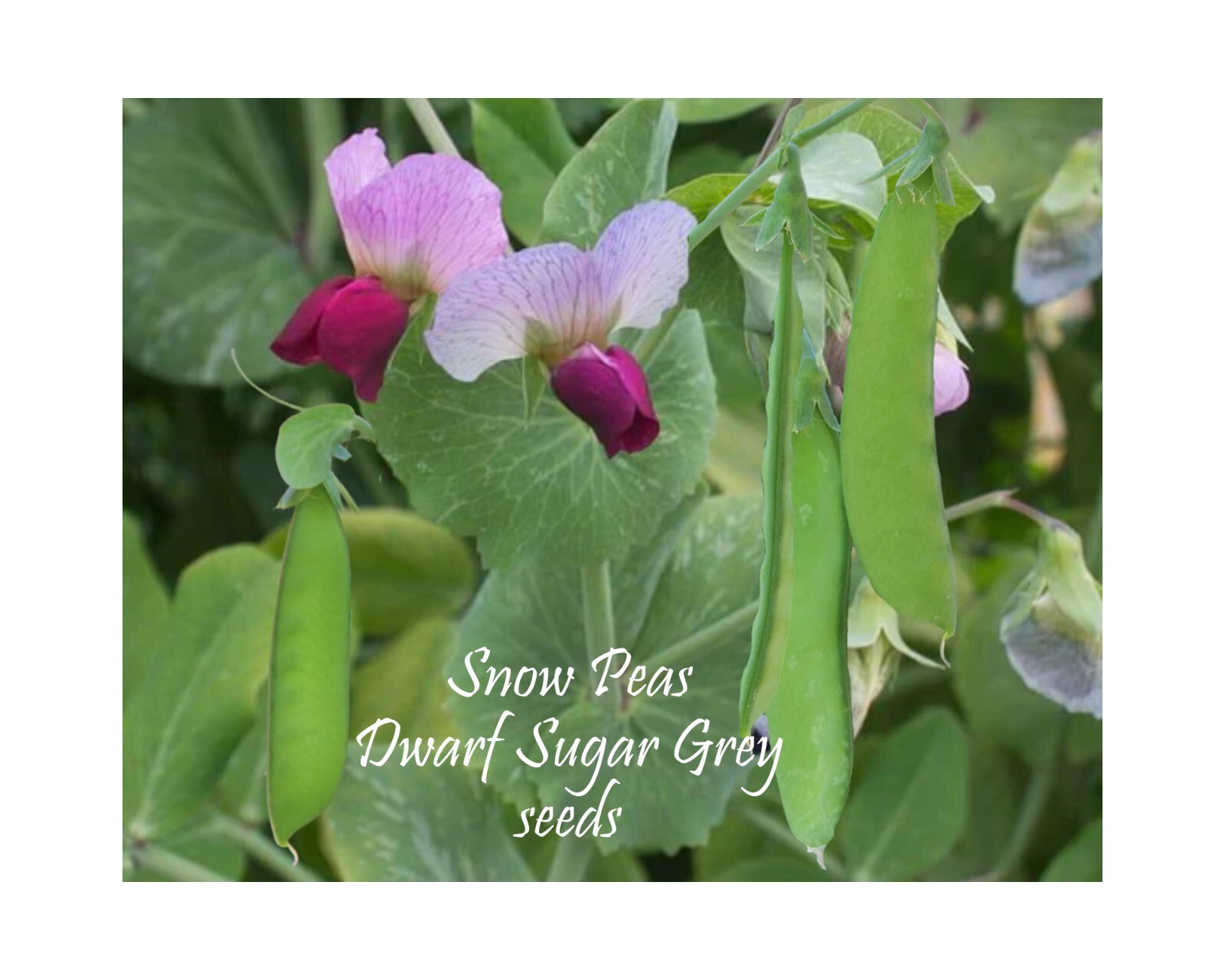 Dwarf Sugar Grey Snow Peas 100+ seeds. Heirloom. Cool Weather Spring and Fall