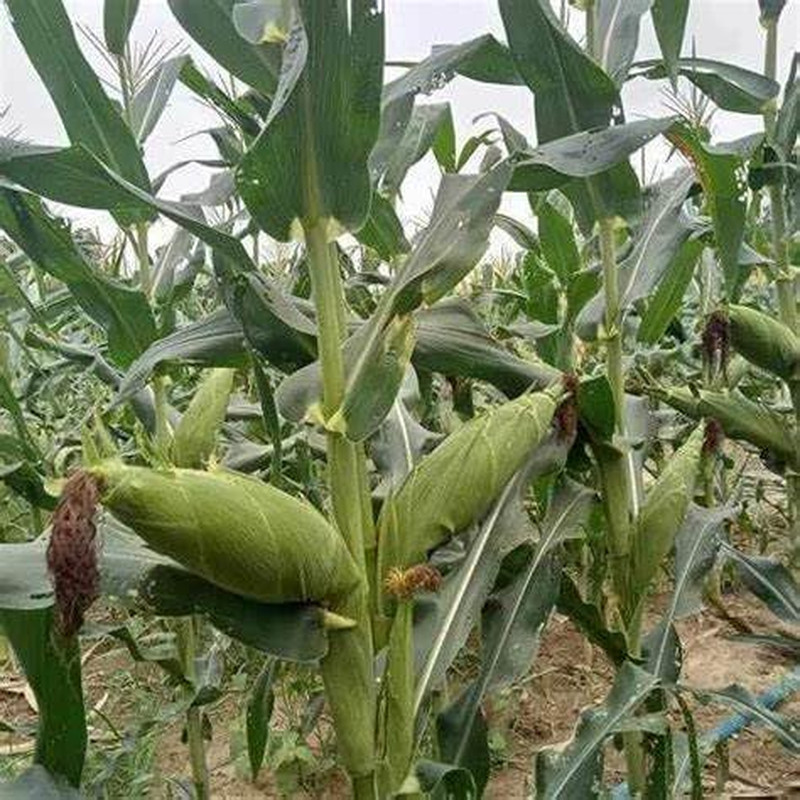 25+ BAP NEP NU SUA round Shape Corn Seeds Waxy Glutinous Corn Seeds Rare Find Cu
