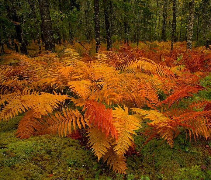 5 Cinnamon Fern Rhizomes / Roots – Perennial Herb Plants – (Osmunda cinnamomea)