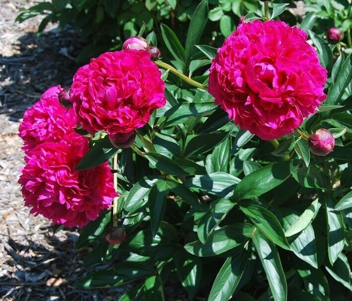 1 – RED KANSAS Double Peony Live Perennial Flower Bulb Root Plant / VIVID COLOR