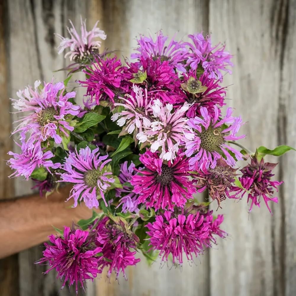 500+ Bee Balm Seeds Monarda Didyma Heirloom Flower for Garden Planting