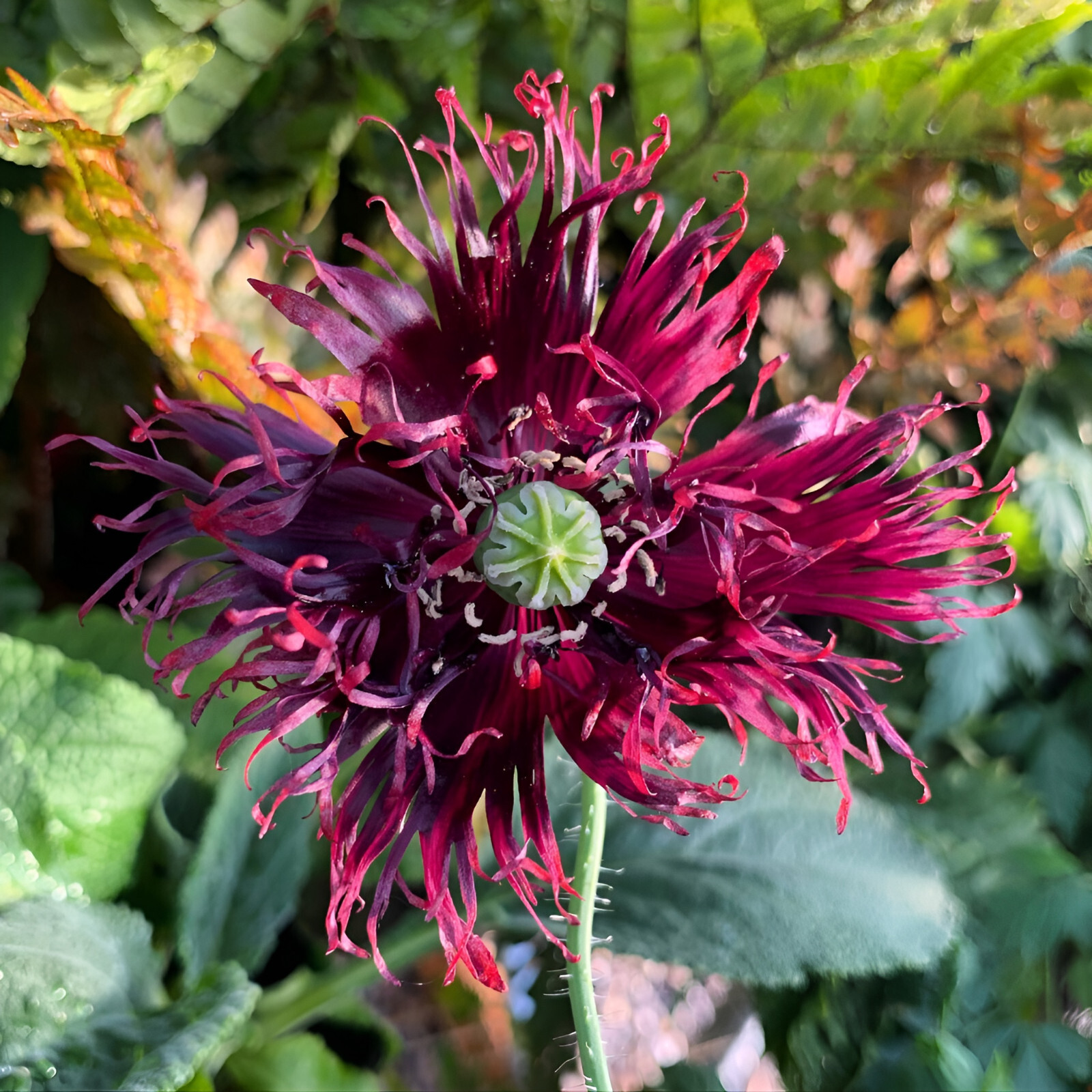 1,500 Black Swan Poppy Seeds – P. Somniferum – Giant Seed Head w/Frilly Flowers