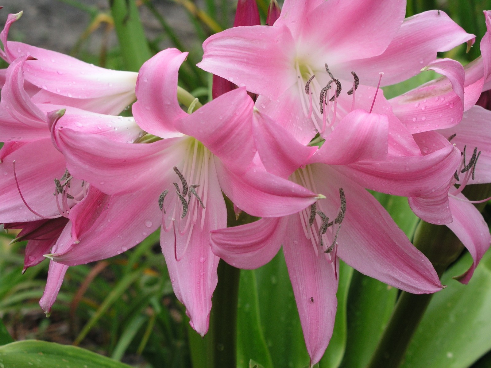 Crinum Lily, Worsleyi, medium-size bulb, NEW