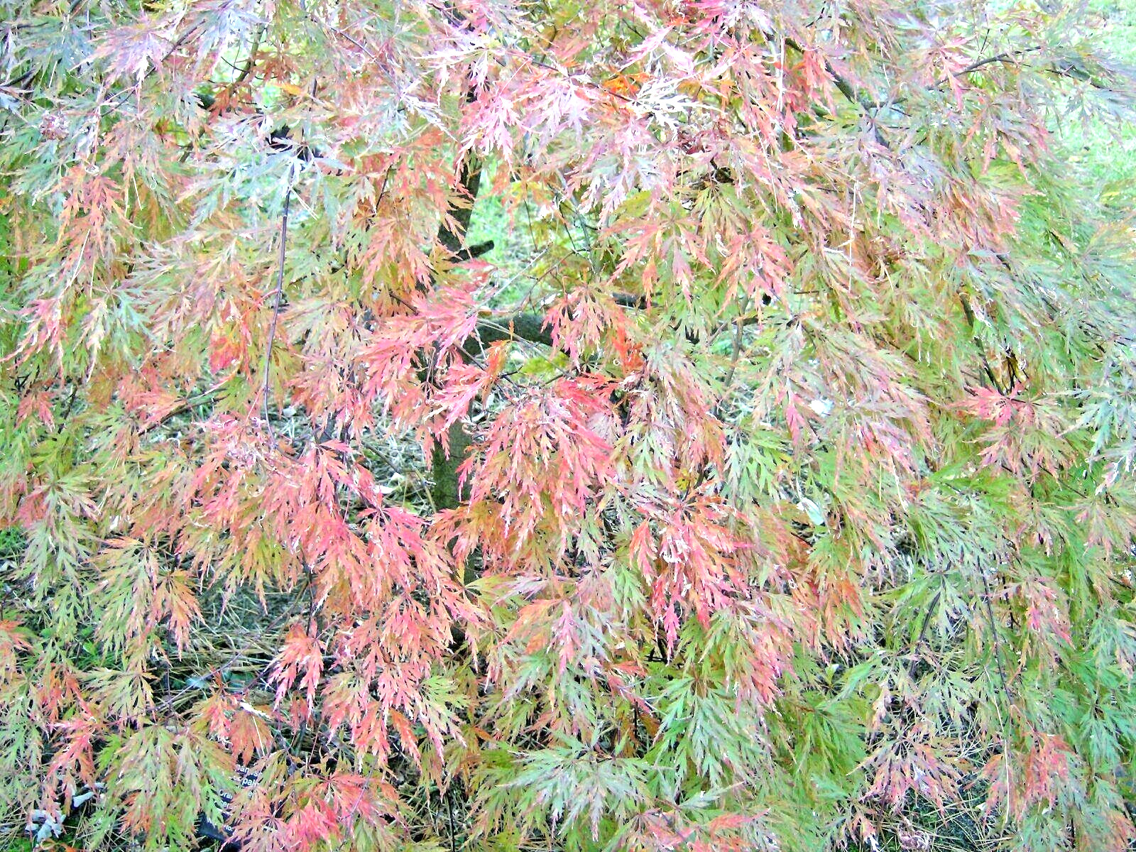 20 JAPANESE PENDULA NANA MAPLE SEEDS – acer palmatum var dissectum pendula nana
