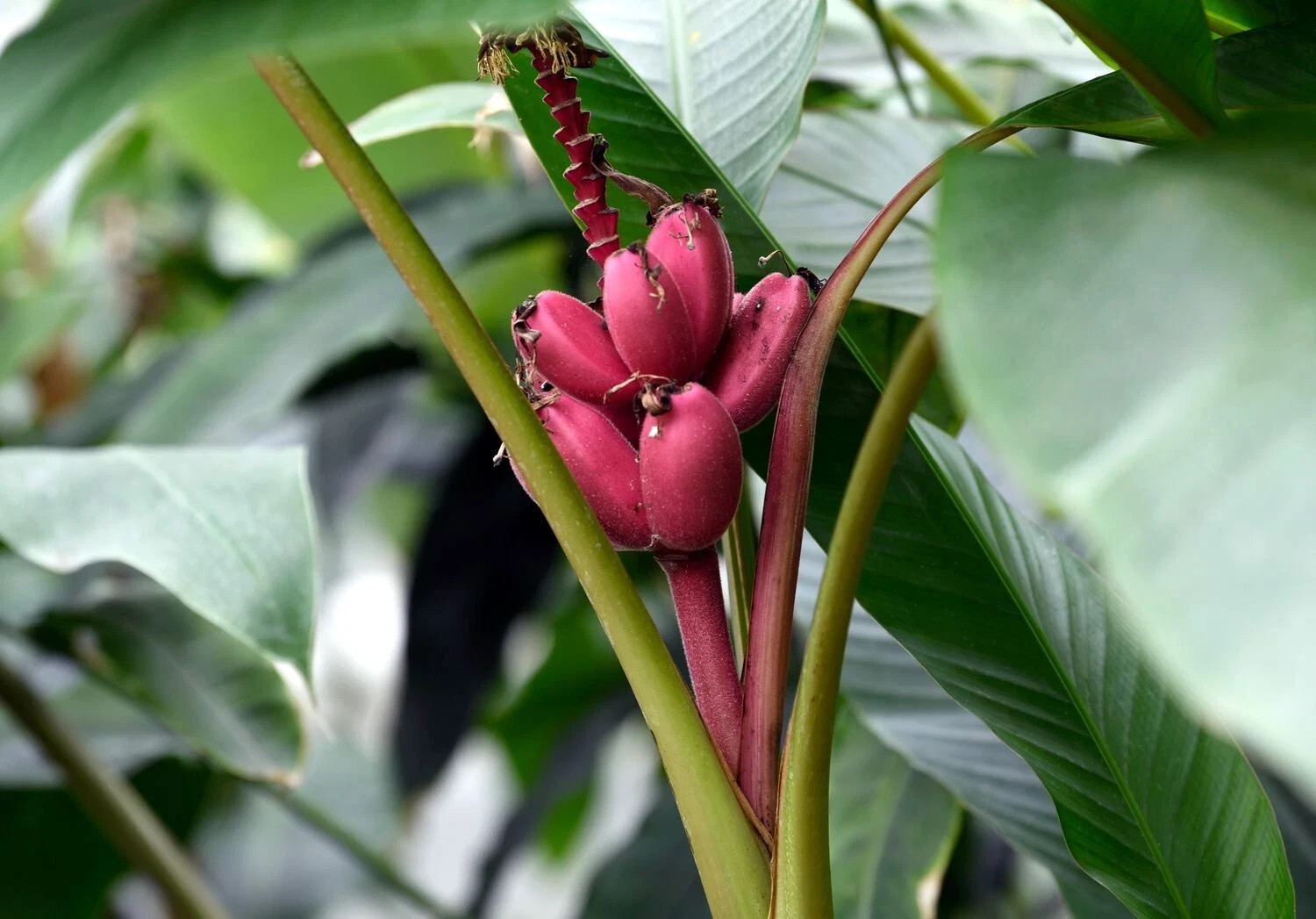 Banana Tree Seed Mix – Dwarf Pink Musa velutina & Dwarf Acuminata Tropical Fruit