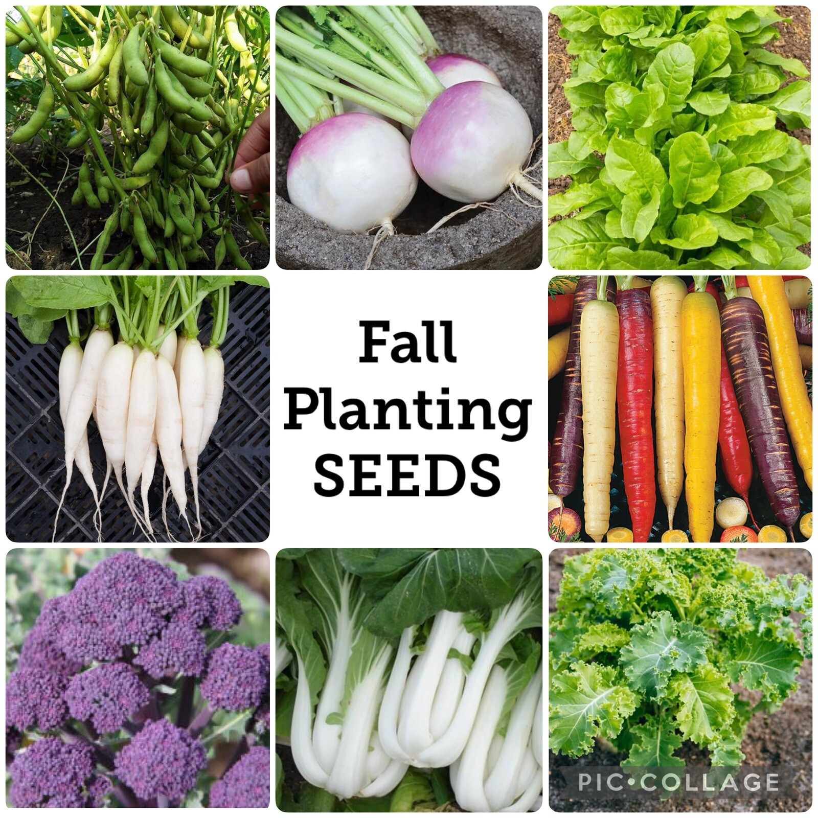 Fall Planting SEEDS Package | NON-GMO | USA Seller