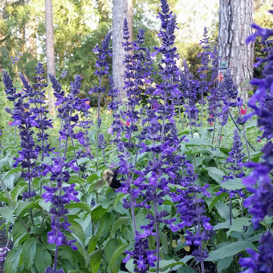 Set 2 Indigo Spires Salvia Live Plant – 3-6″ Tall – Deep Blue Flowering Plant