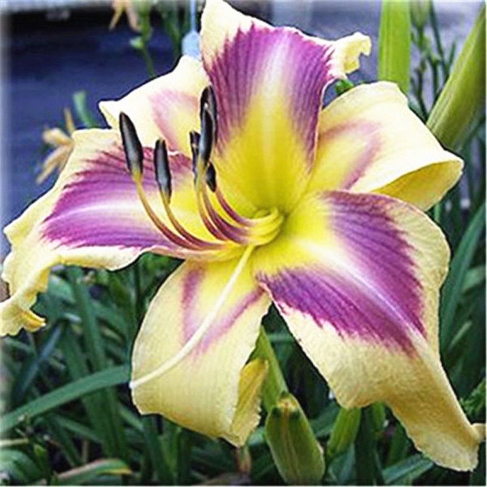 20 LILY FLOWER SEEDS rare exotic bloom blossom plant garden bush for germination