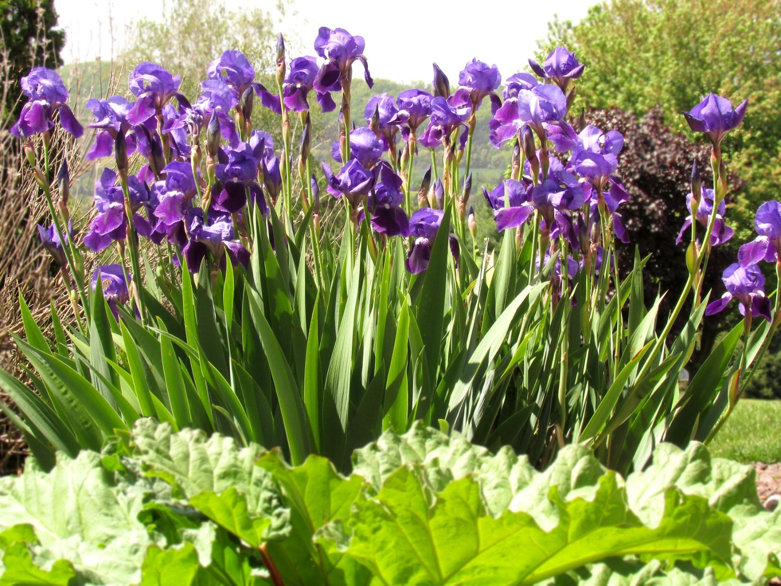 LOT of 3 Tall Dark Purple Old Fashioned Bearded Iris Rhizomes Bulbs