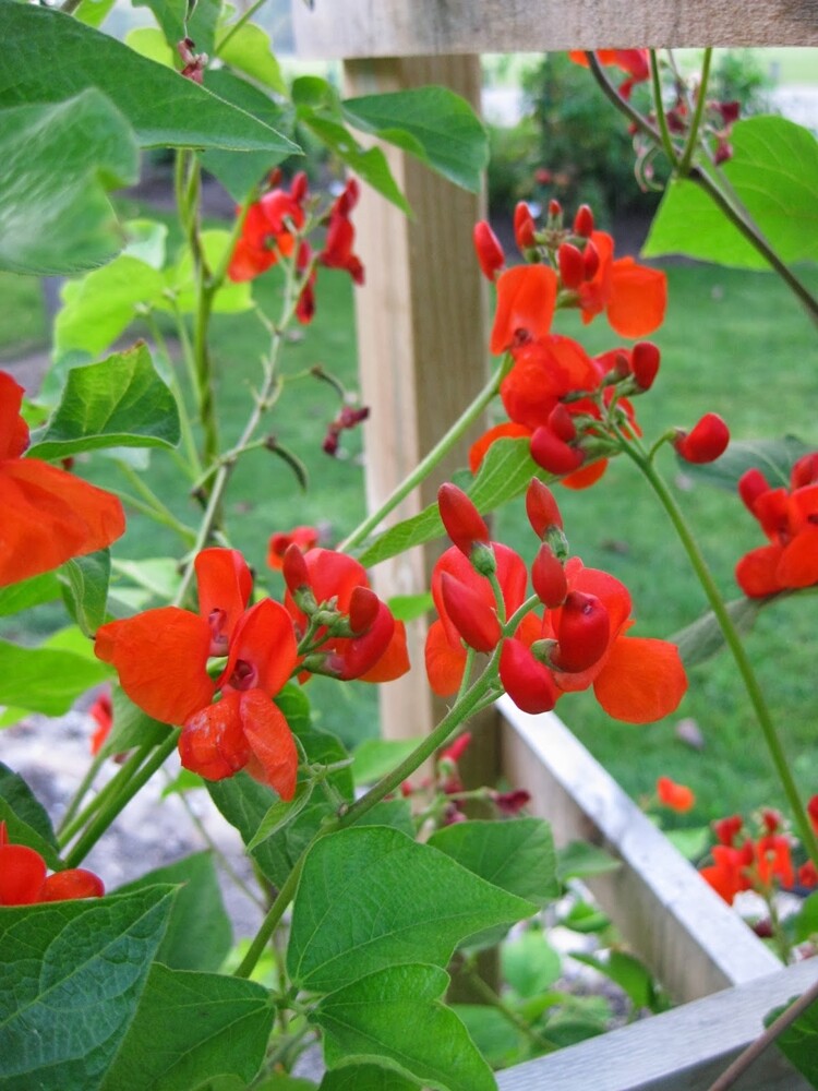 Phaseolus Coccineus 10 Seeds, Scarlet Emperor Runner Bean Vine Non-GMO Garden